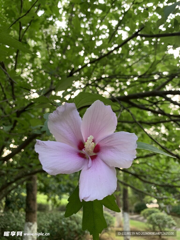 木槿