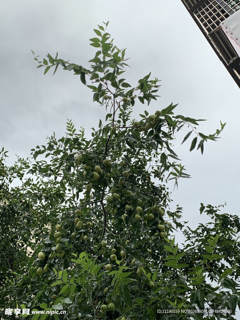 枣树