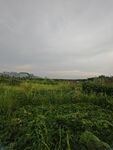 广袤绿野