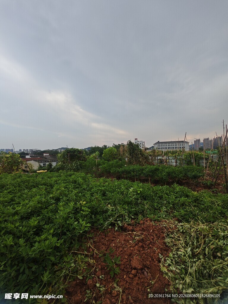 田园风光中的繁茂绿植
