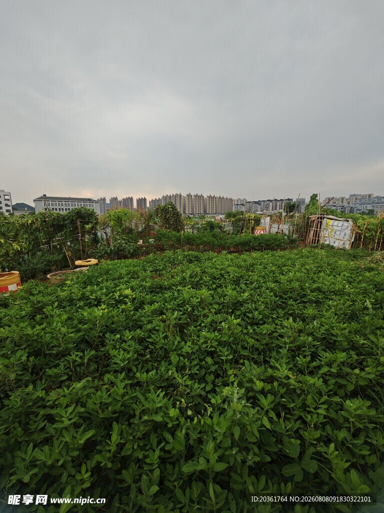 绿意盎然的田园景象