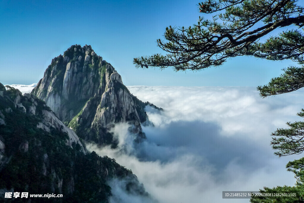巍峨山峰云海间松树挺立
