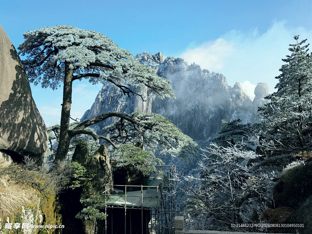 山间雪松景观