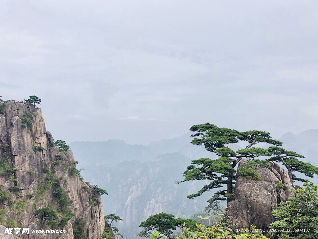 黄山奇峰上的苍松