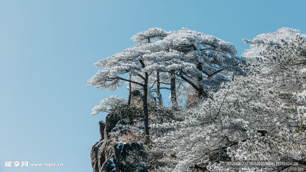 雪覆苍松傲立悬崖