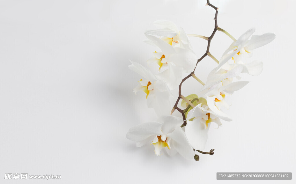 白色兰花枝条特写