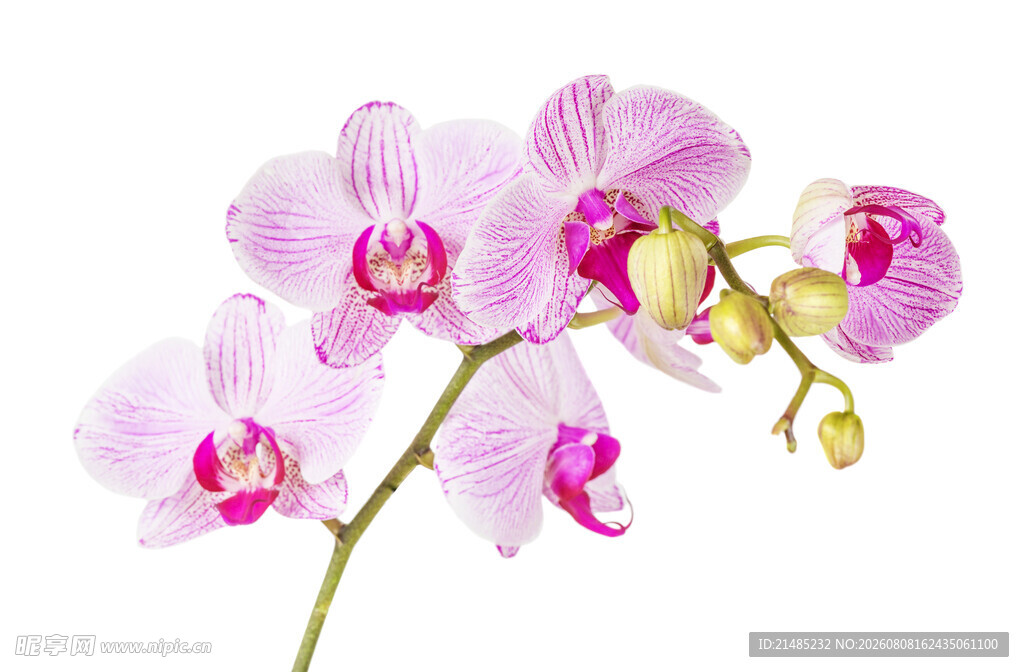 蝴蝶兰粉色花