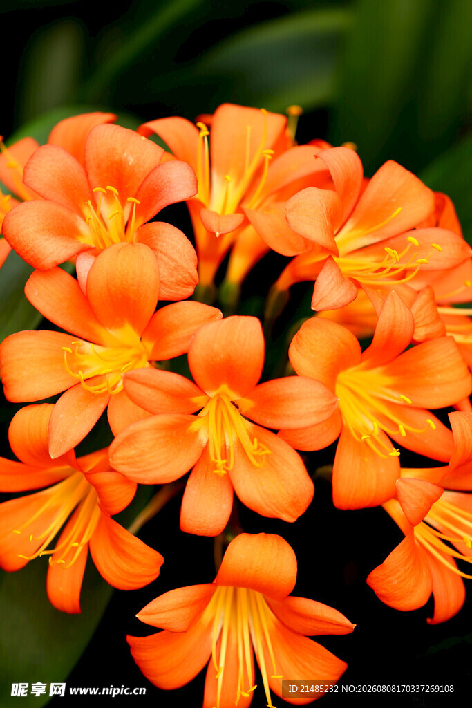 橙色绽放君子兰花束