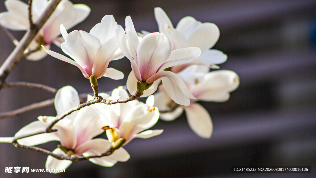 玉兰花枝俏
