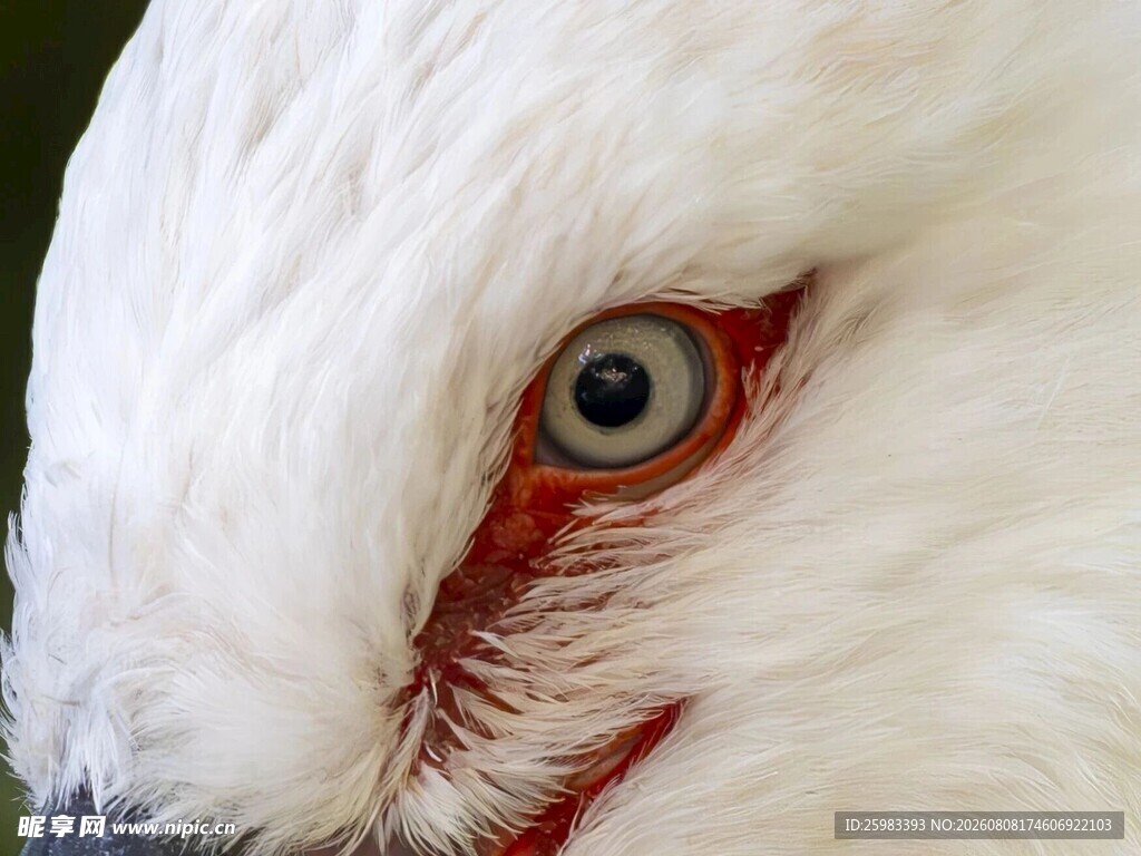 朱鹮的眼睛