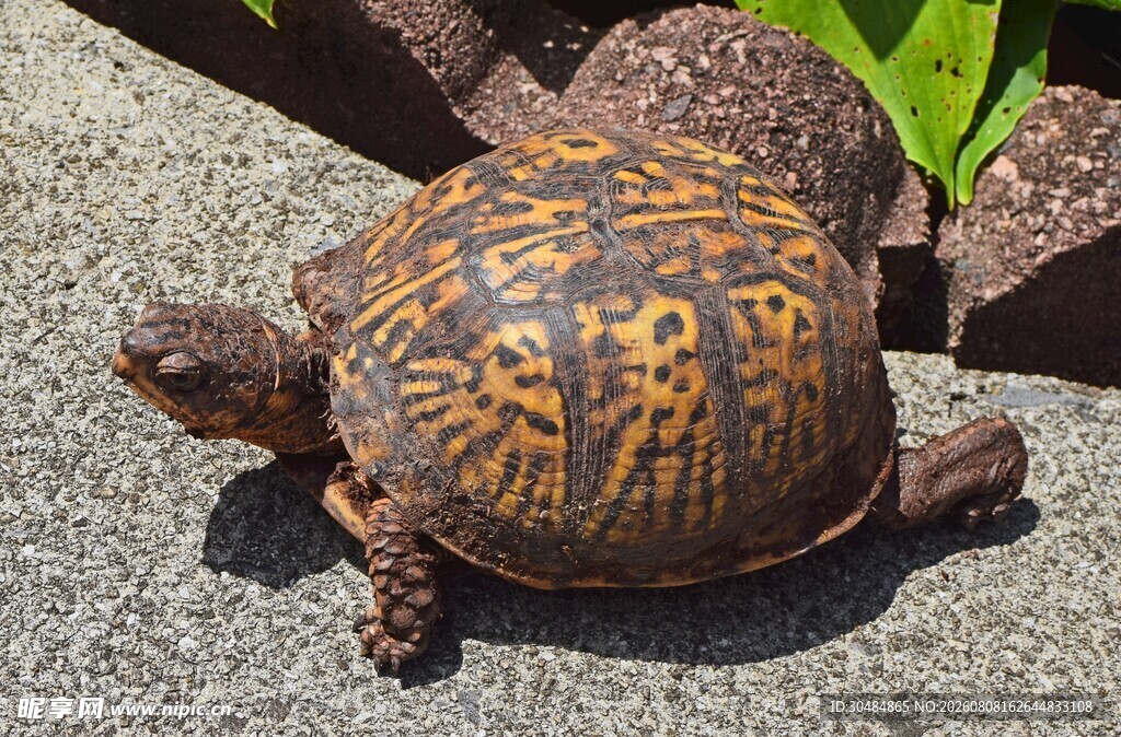乌龟