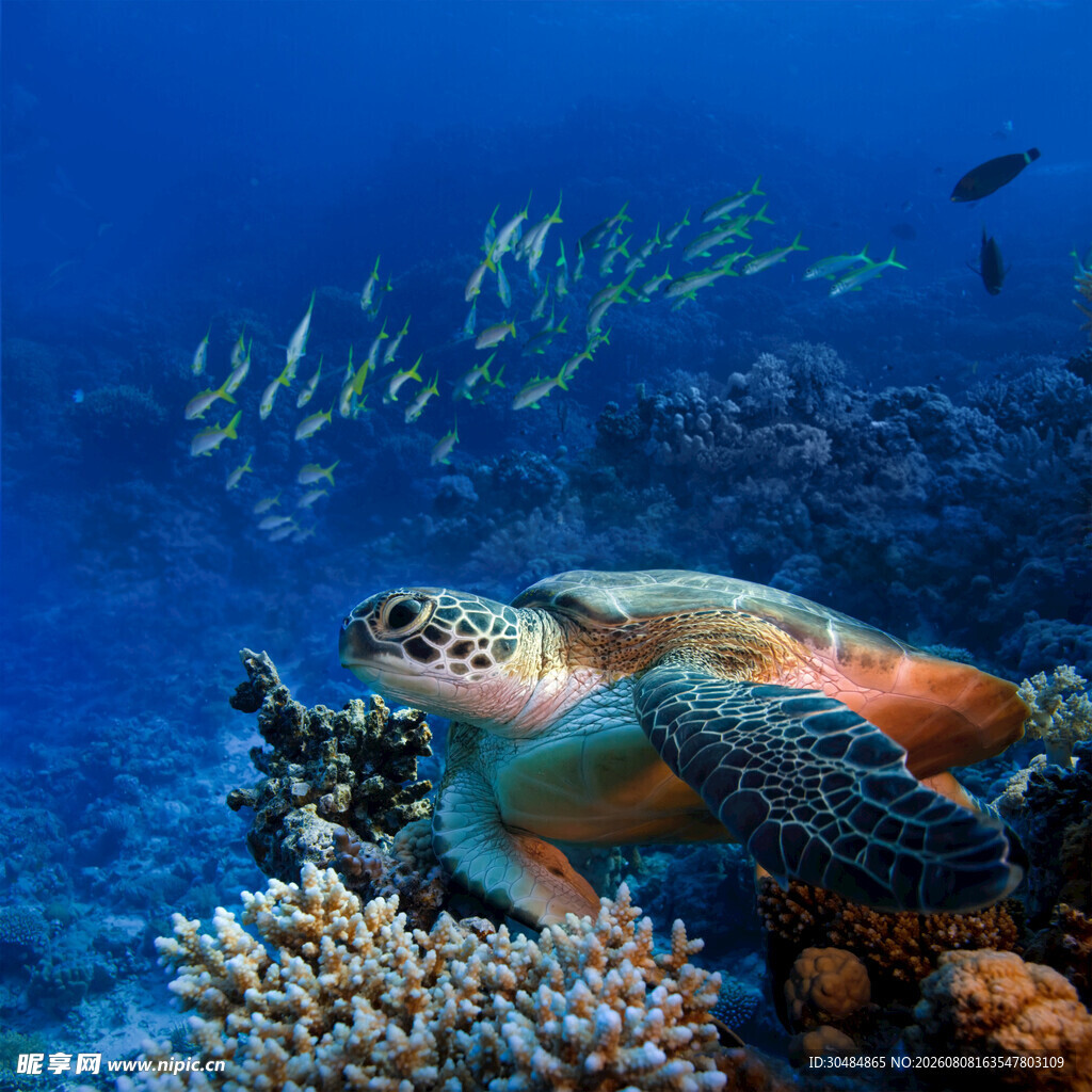 海龟悠游于多彩珊瑚间