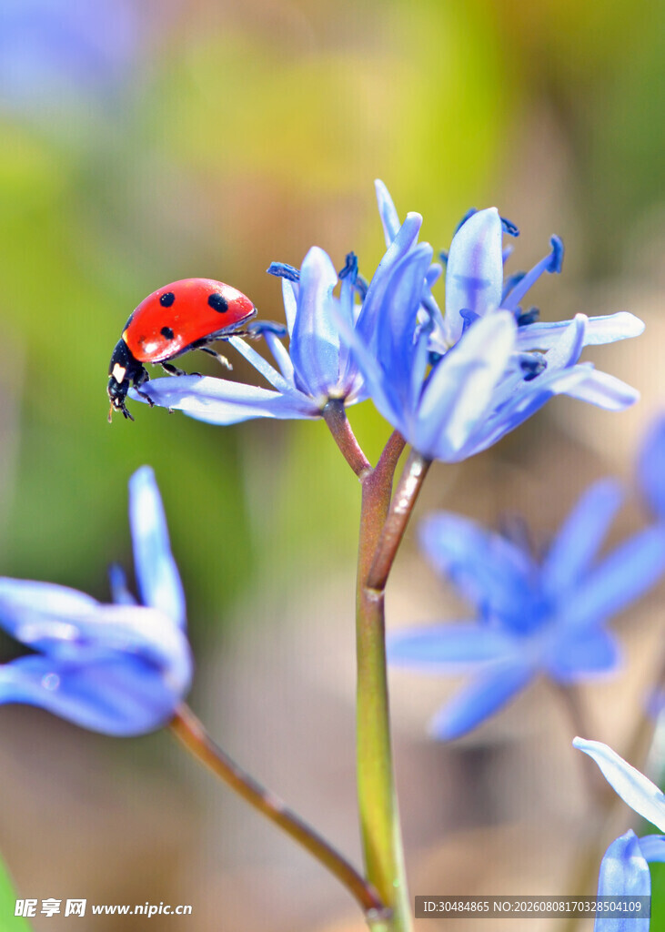 蓝花上的红色瓢虫