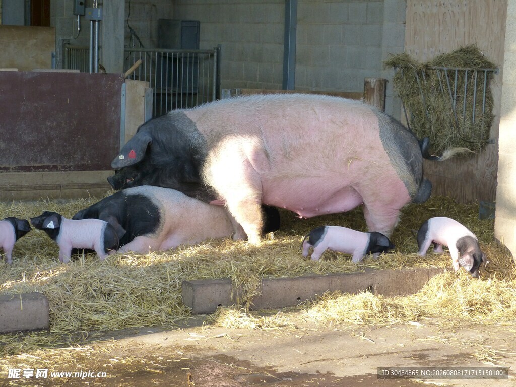 母猪带崽进食温馨场景