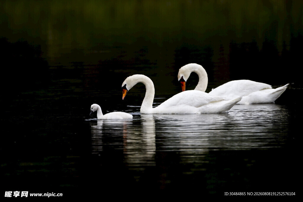 湖面上的优雅天鹅