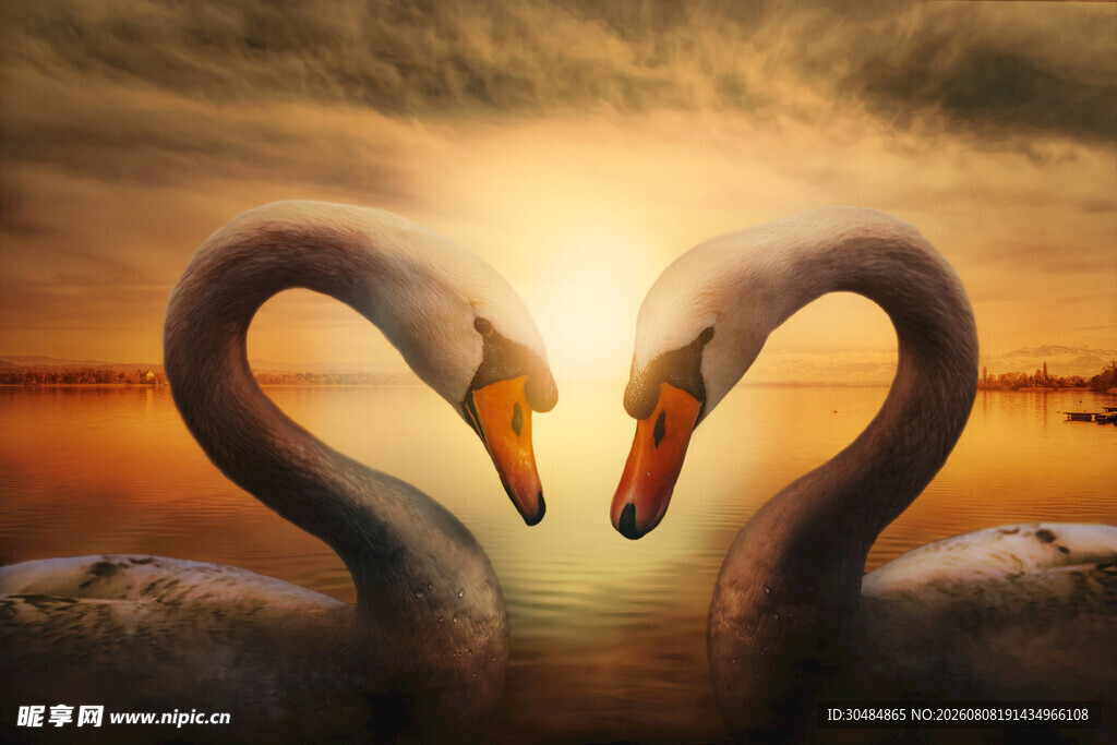 湖畔天鹅