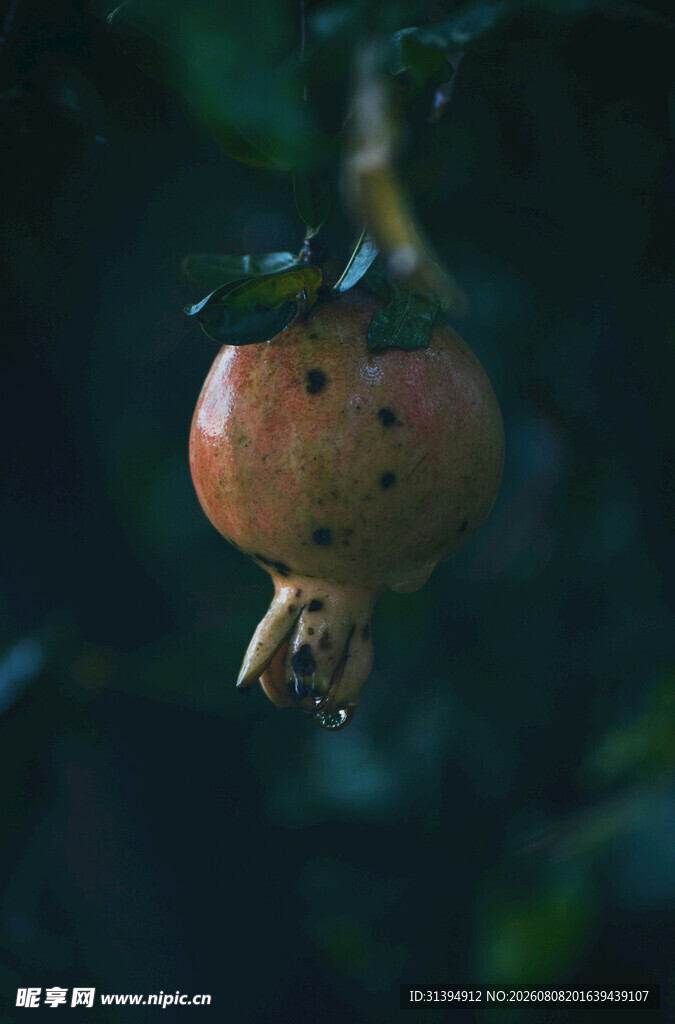 枝头的成熟石榴