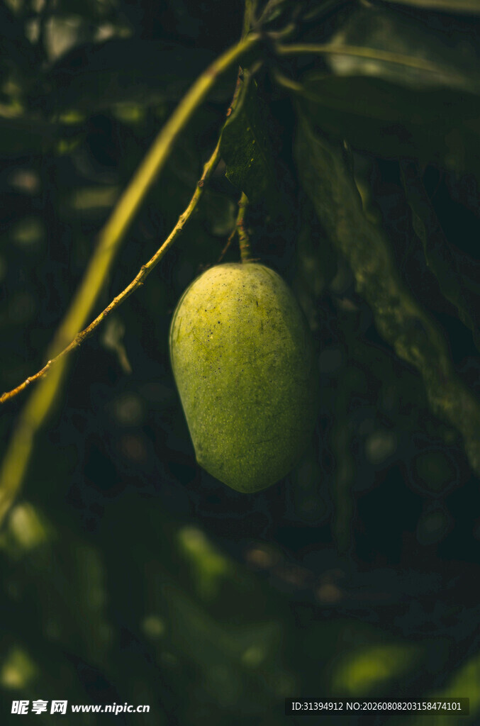 枝头悬挂的青芒果