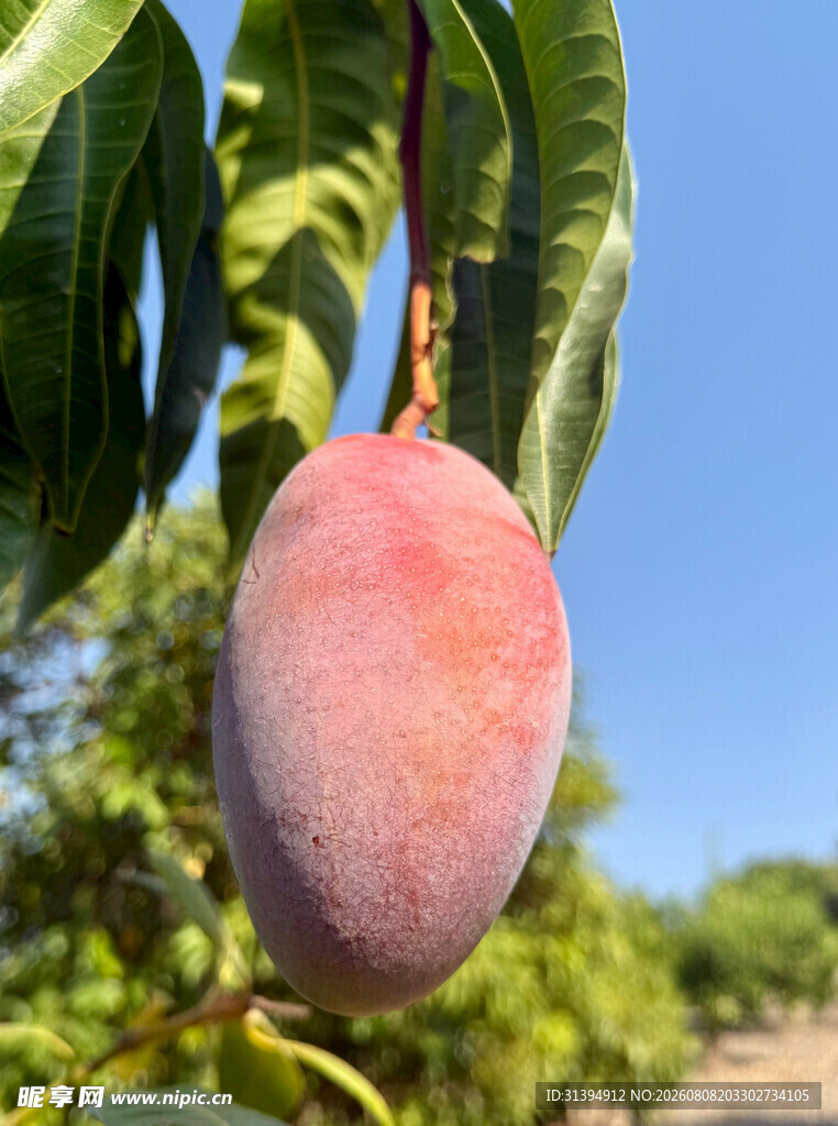枝头饱满的粉紫色芒果
