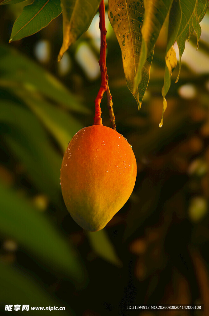 芒果