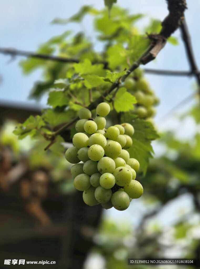 枝头青葡萄清新田园风
