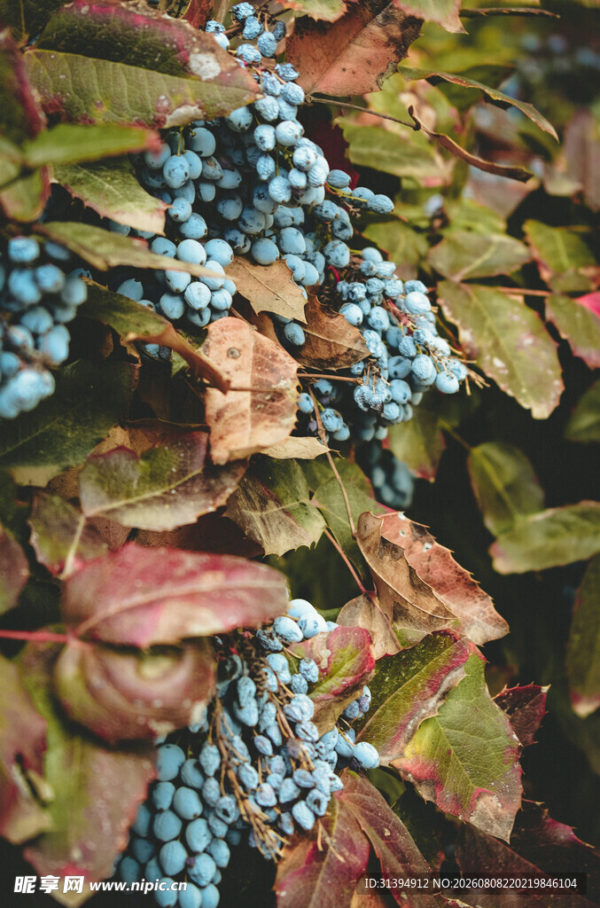 蓝果红叶绿植特写