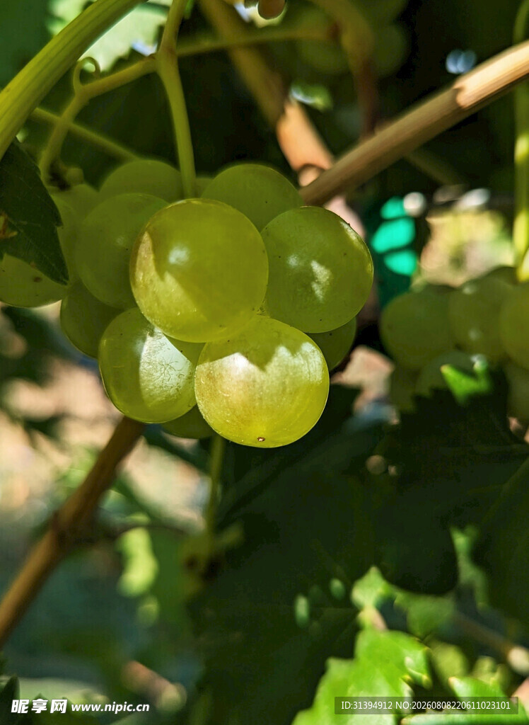 枝头青葡萄