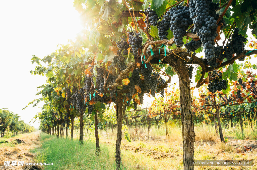 阳光照耀下的葡萄园美景