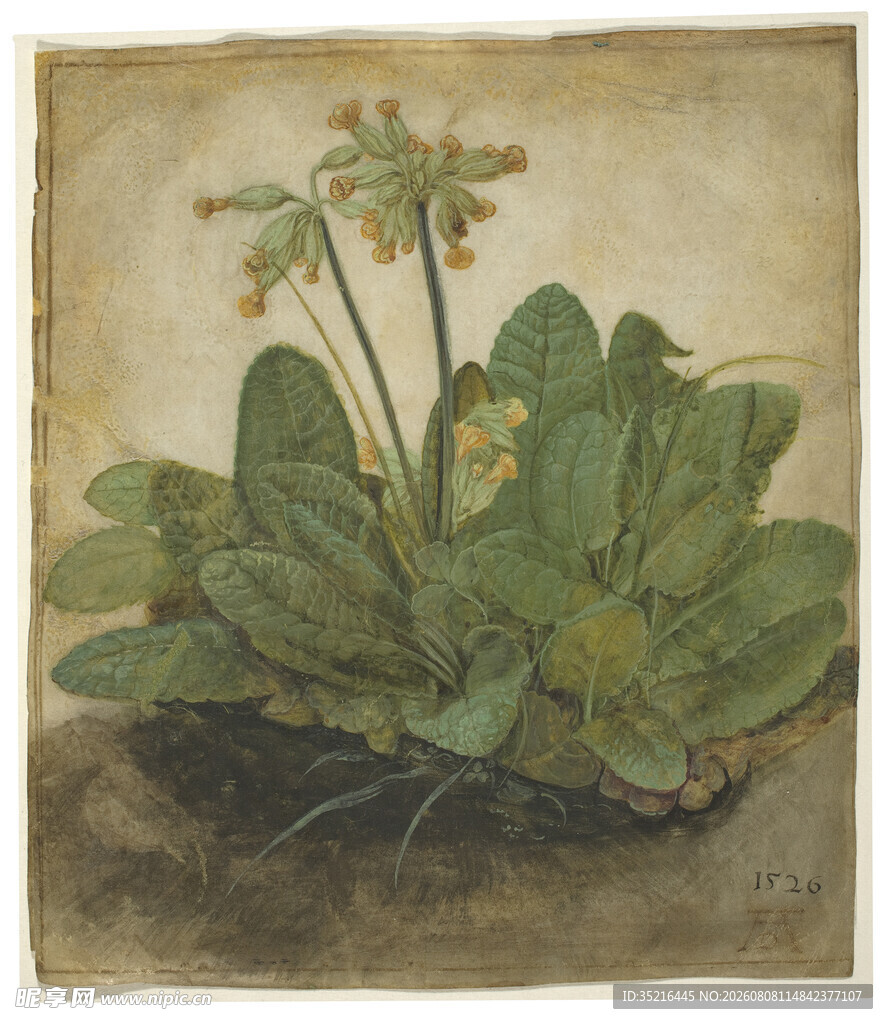 复古风植物绘画作品