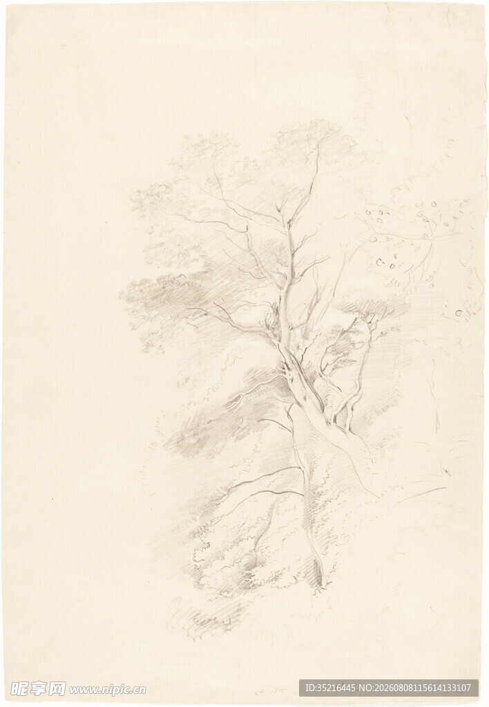 素描植物枝干图