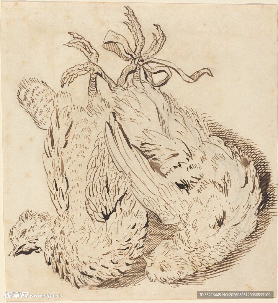 素描中的两只禽鸟
