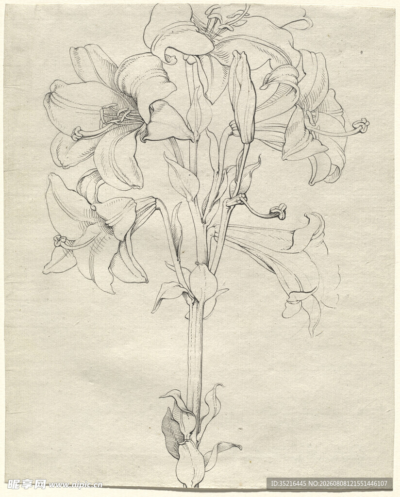素描百合花
