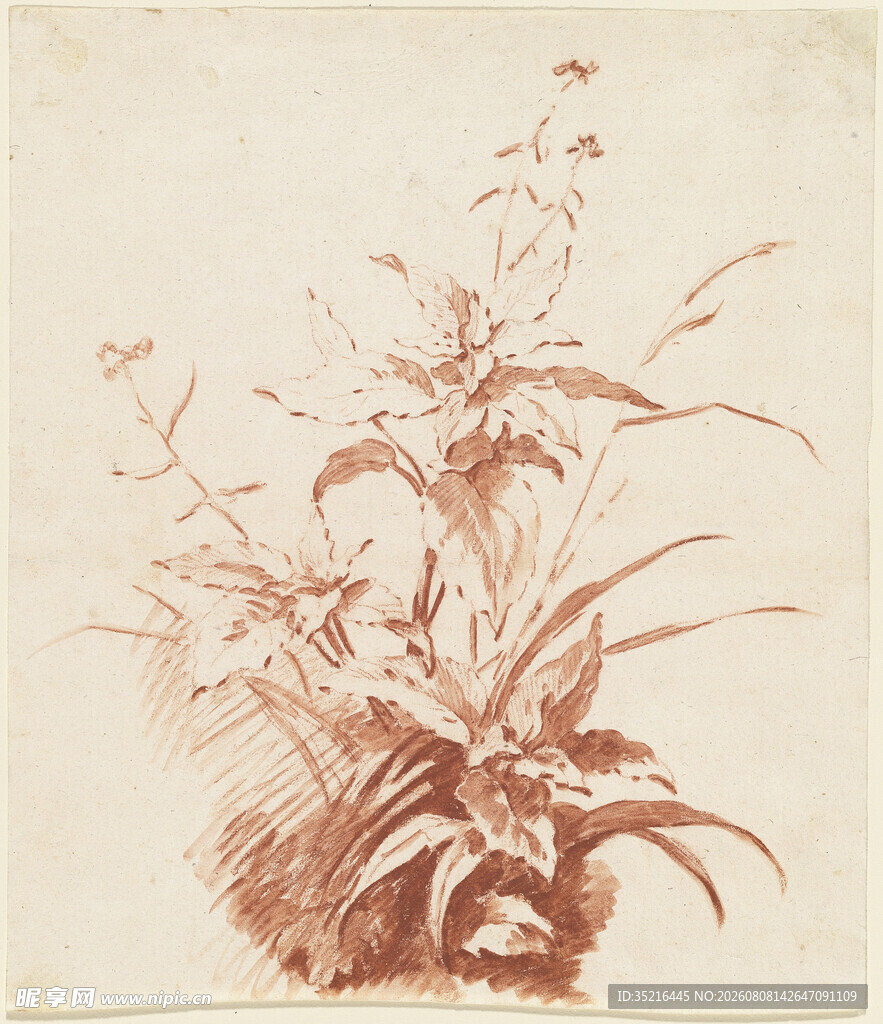 复古风植物素描画作