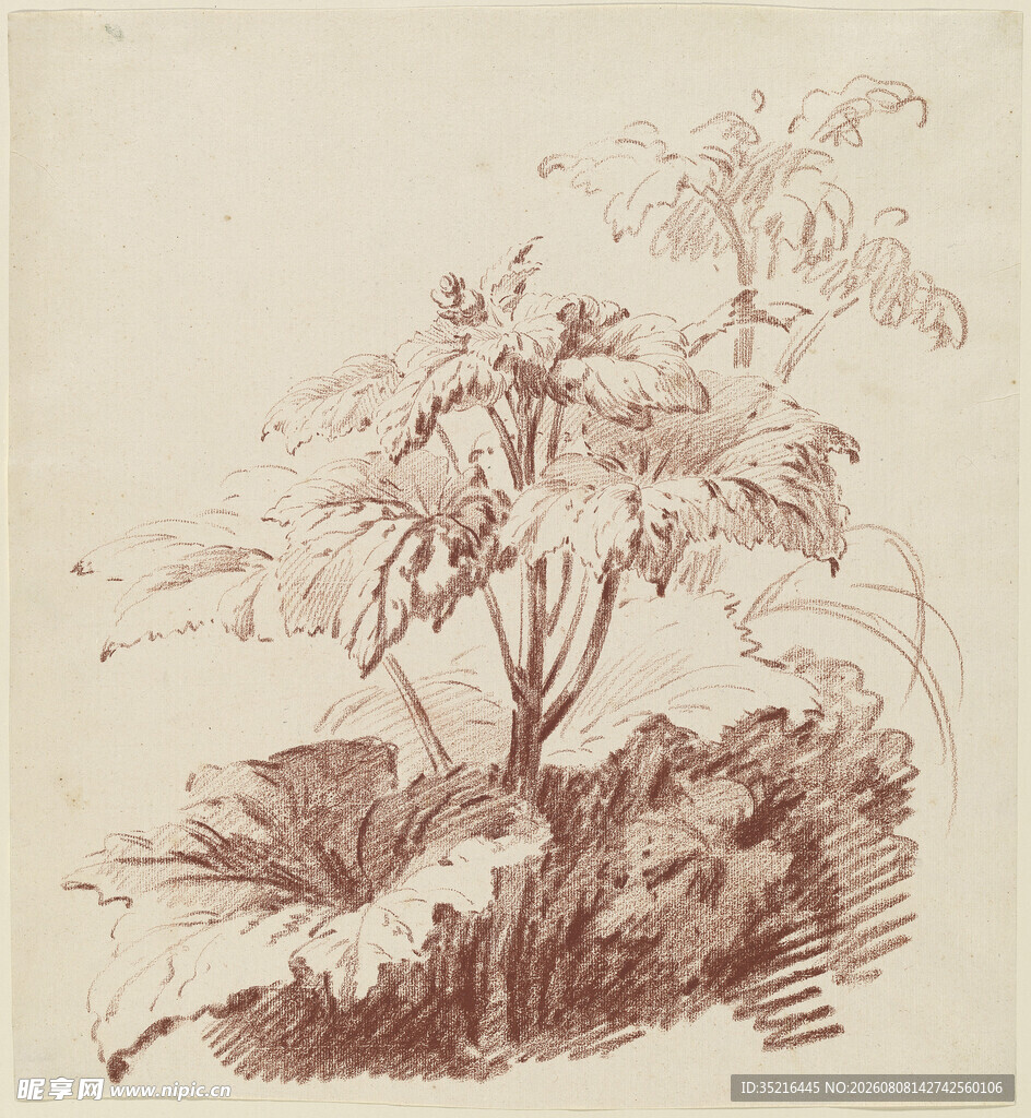 植物素描图