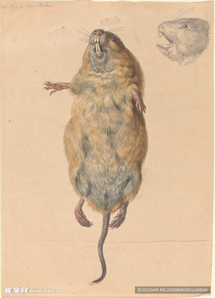 古老鼠类绘画艺术作品