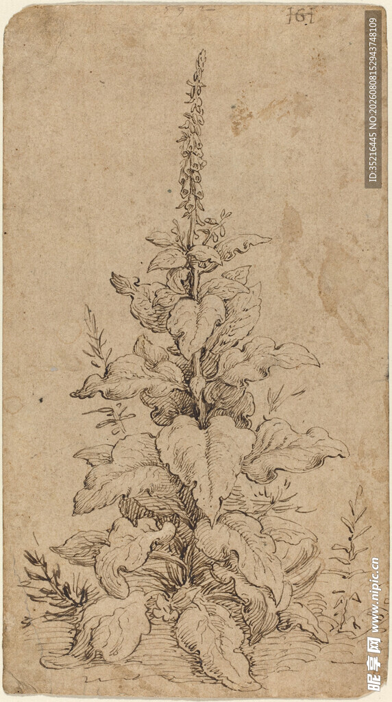 复古风植物素描画作