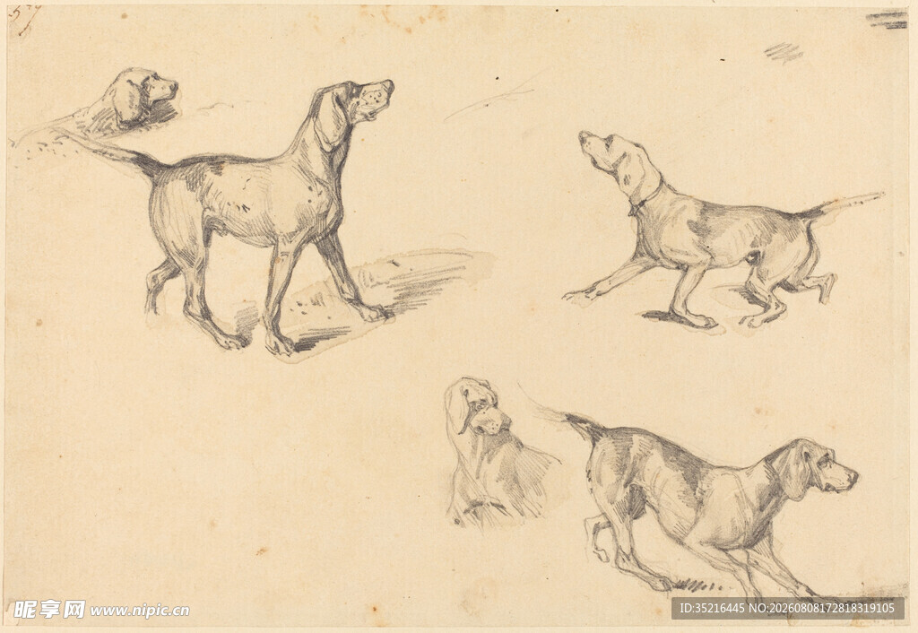 素描中的多姿态猎犬