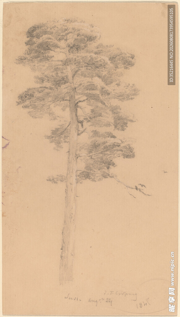 素描松树画作