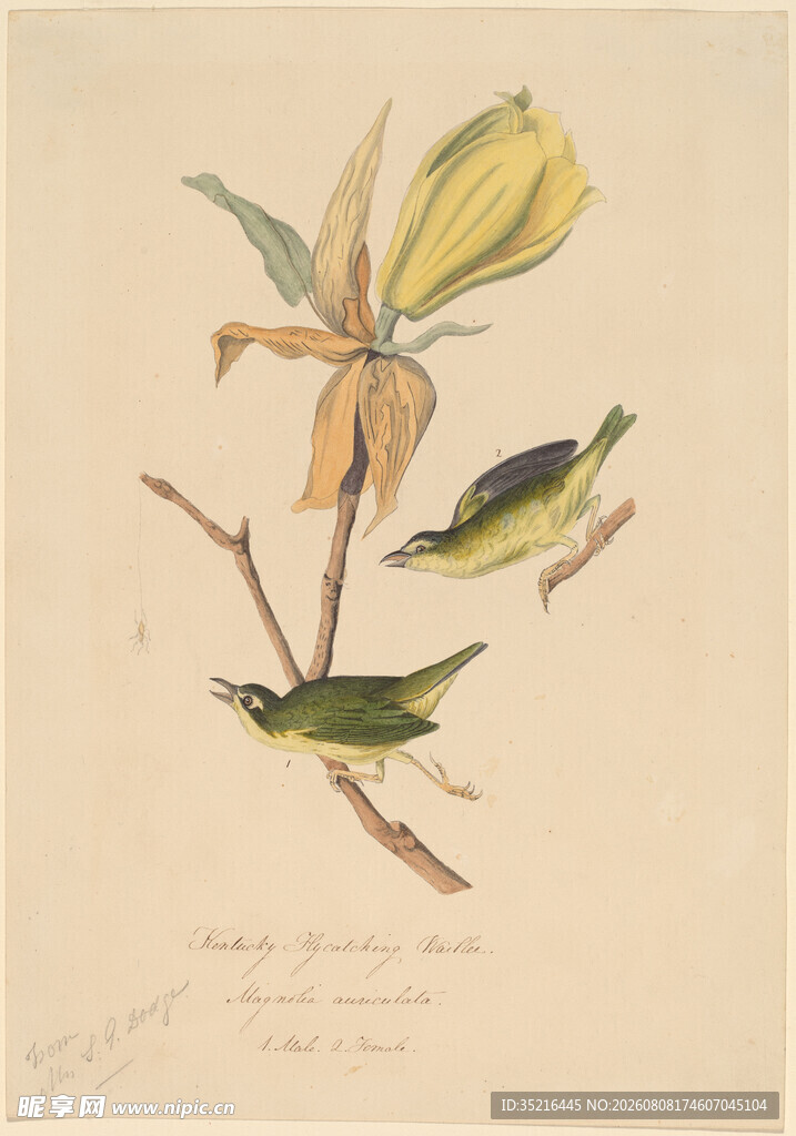 复古风玉兰花与昆虫插画
