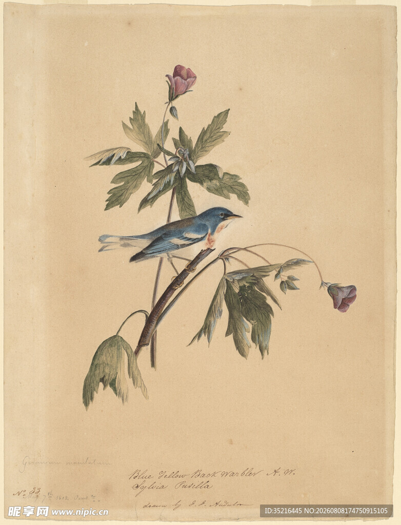 蓝鸟栖于花枝间图画
