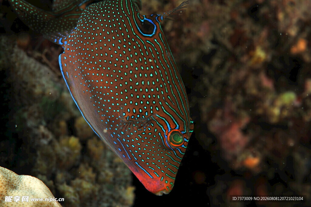 深海鱼