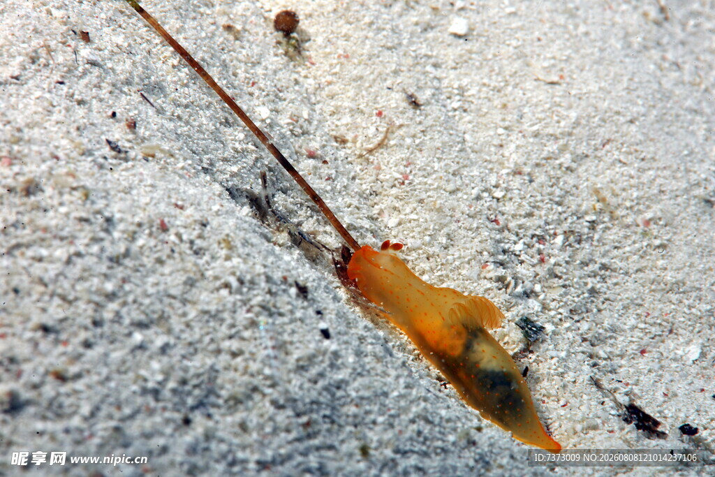 海兔子 海蛞蝓