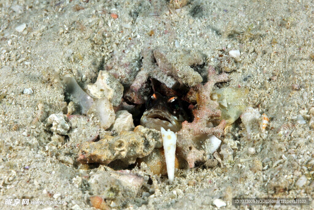 海底小鱼