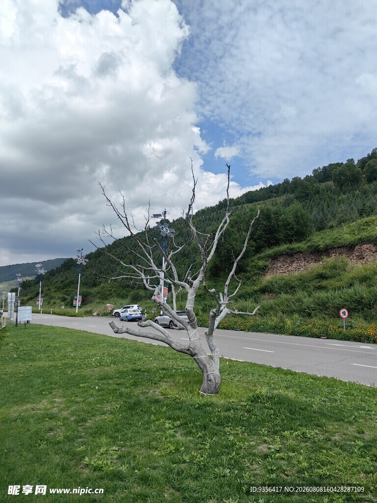 路边枯树