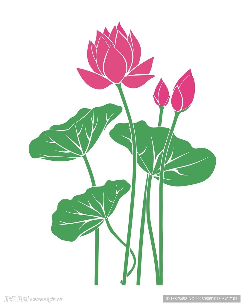 荷花图案