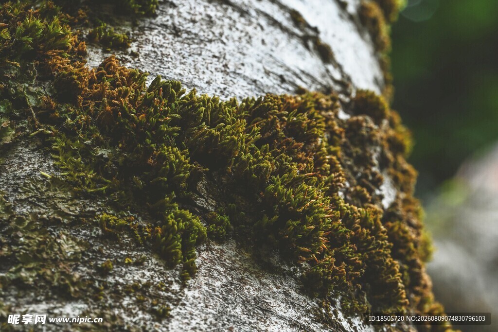 树皮上的翠绿苔藓