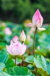 粉色荷花绽放于绿叶间