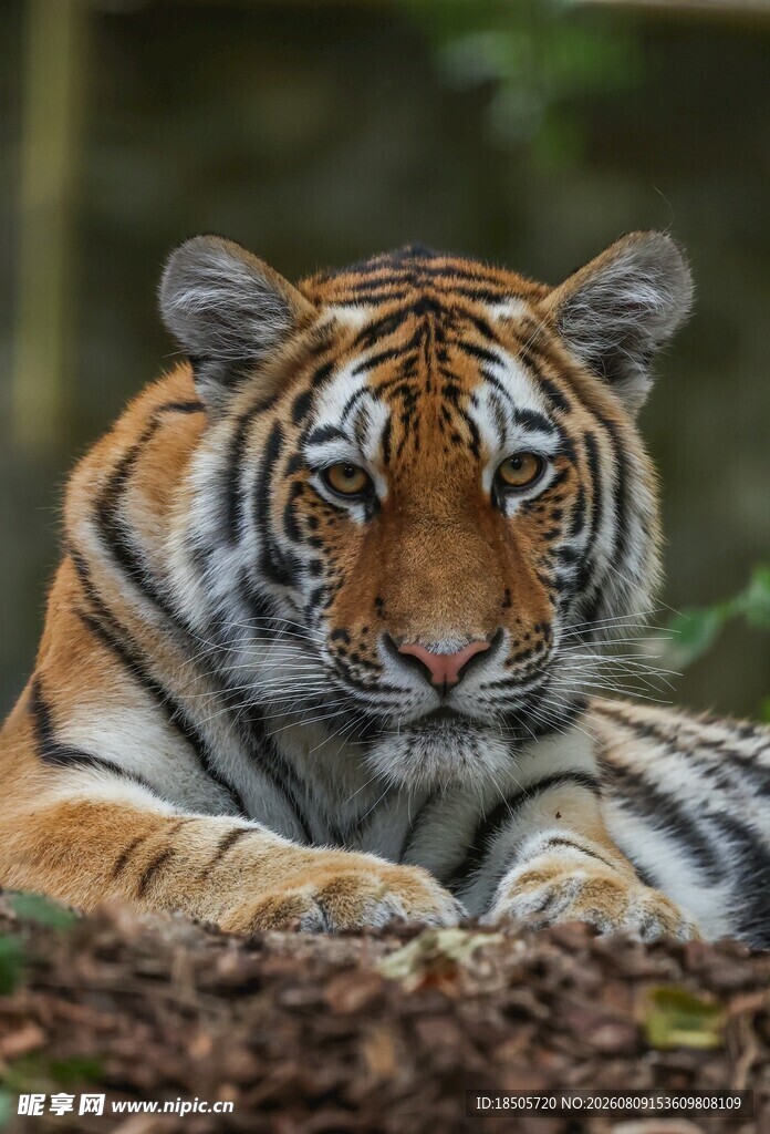 趴卧的斑斓猛虎
