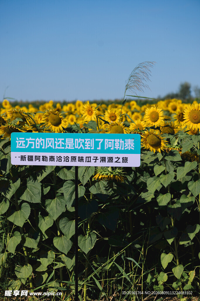 金黄向日葵花海美景