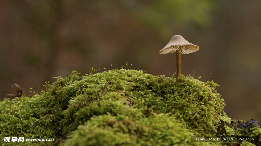 青苔上的小蘑菇